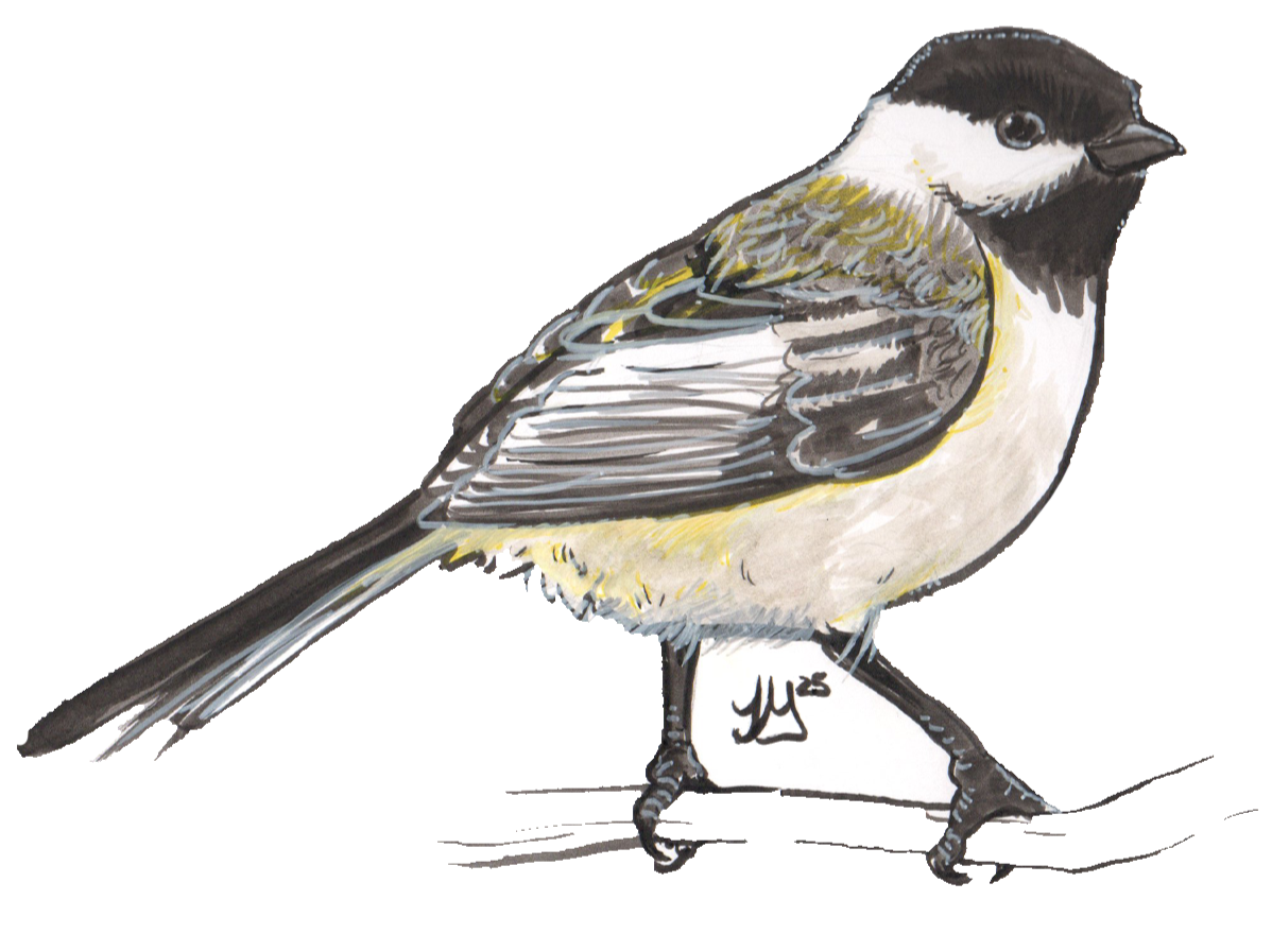 This illustration was made with ink pen and marker. A white pen was used to add highlight to the feathers.
