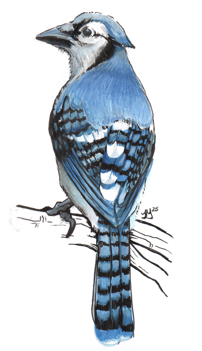 This blue jay was drawn using ink pen and marker on bristol paper. I had white markers to add highlights.
